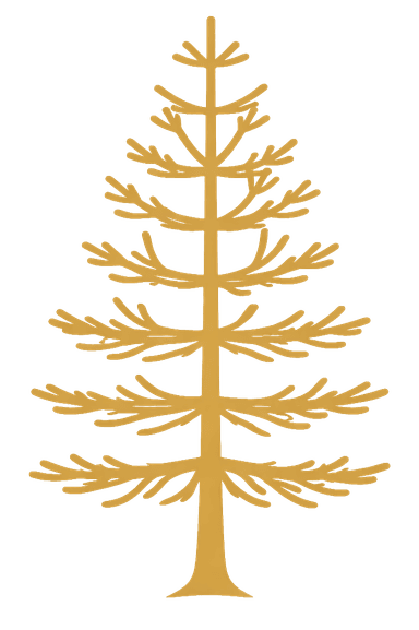 Young monkey puzzle tree